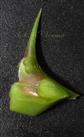  Rachis with a spine